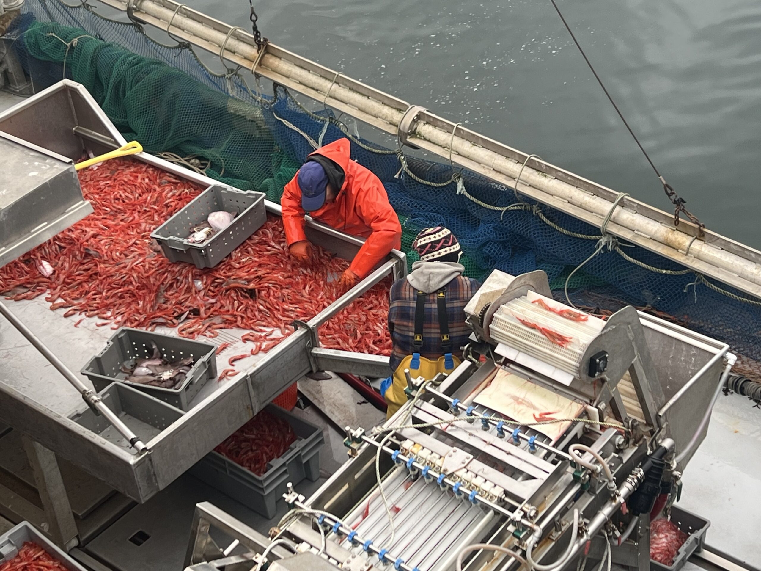 Crew Member handling Fish on an Alaska fishing vessel