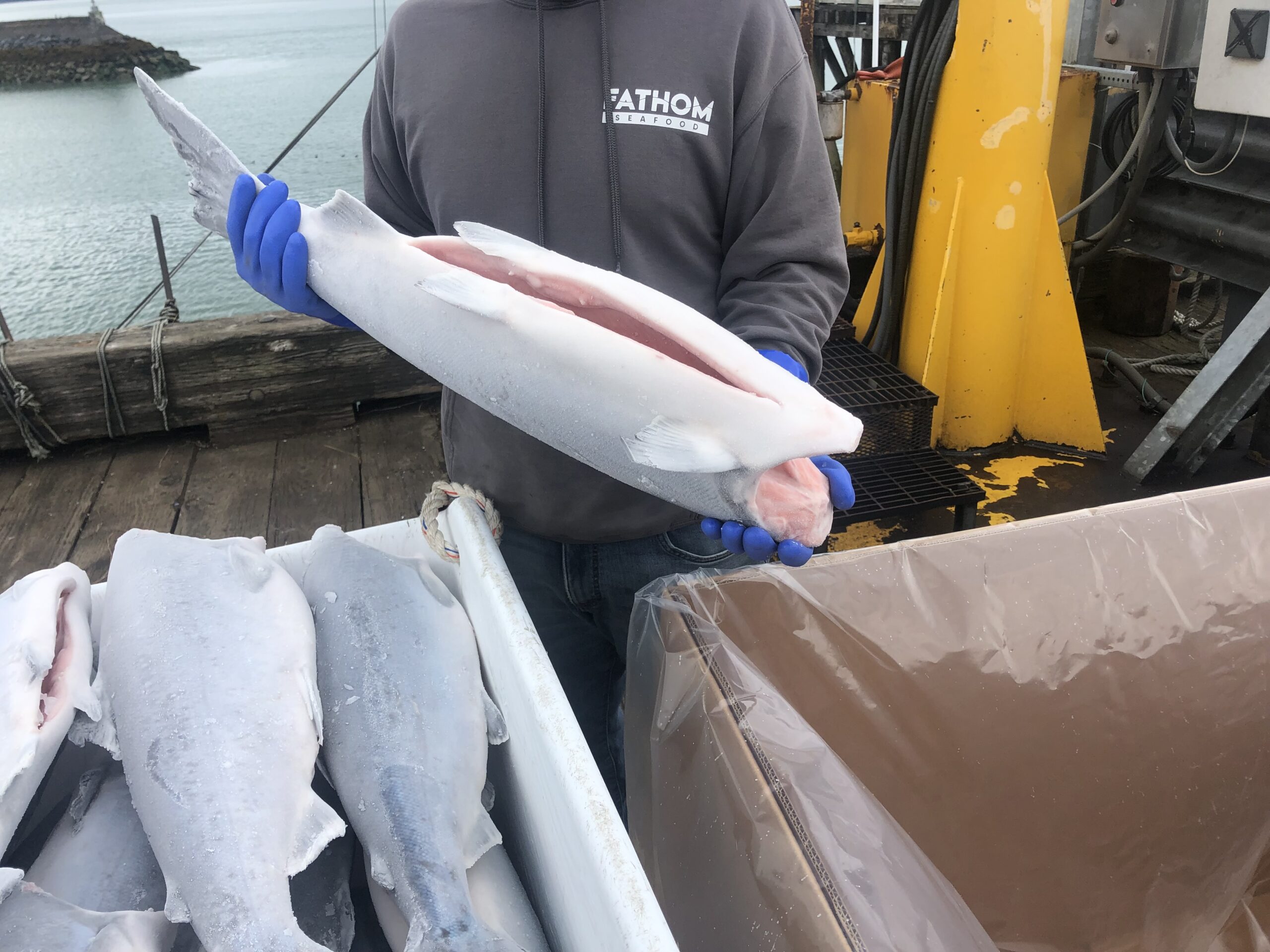 Fisherman Holding a Alaska Fish