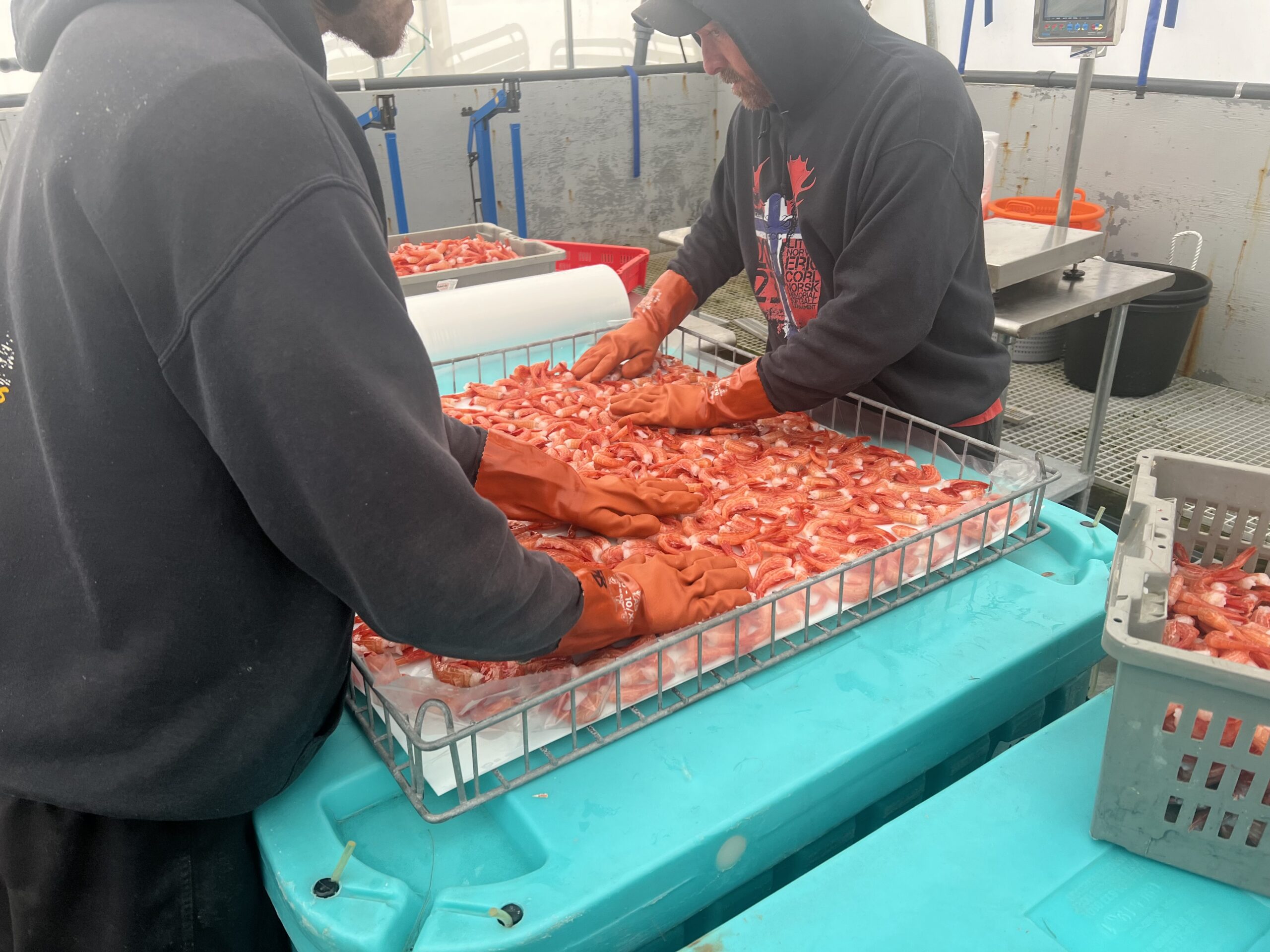 Crew Managing Freshly Harvested Seafood on Deck